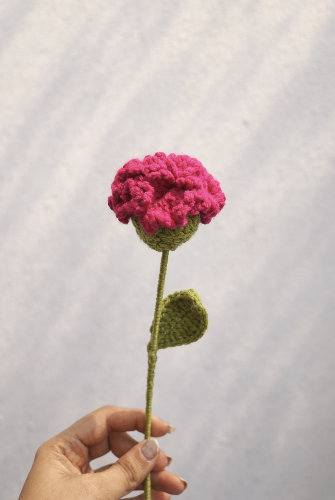 Carnations alternate view