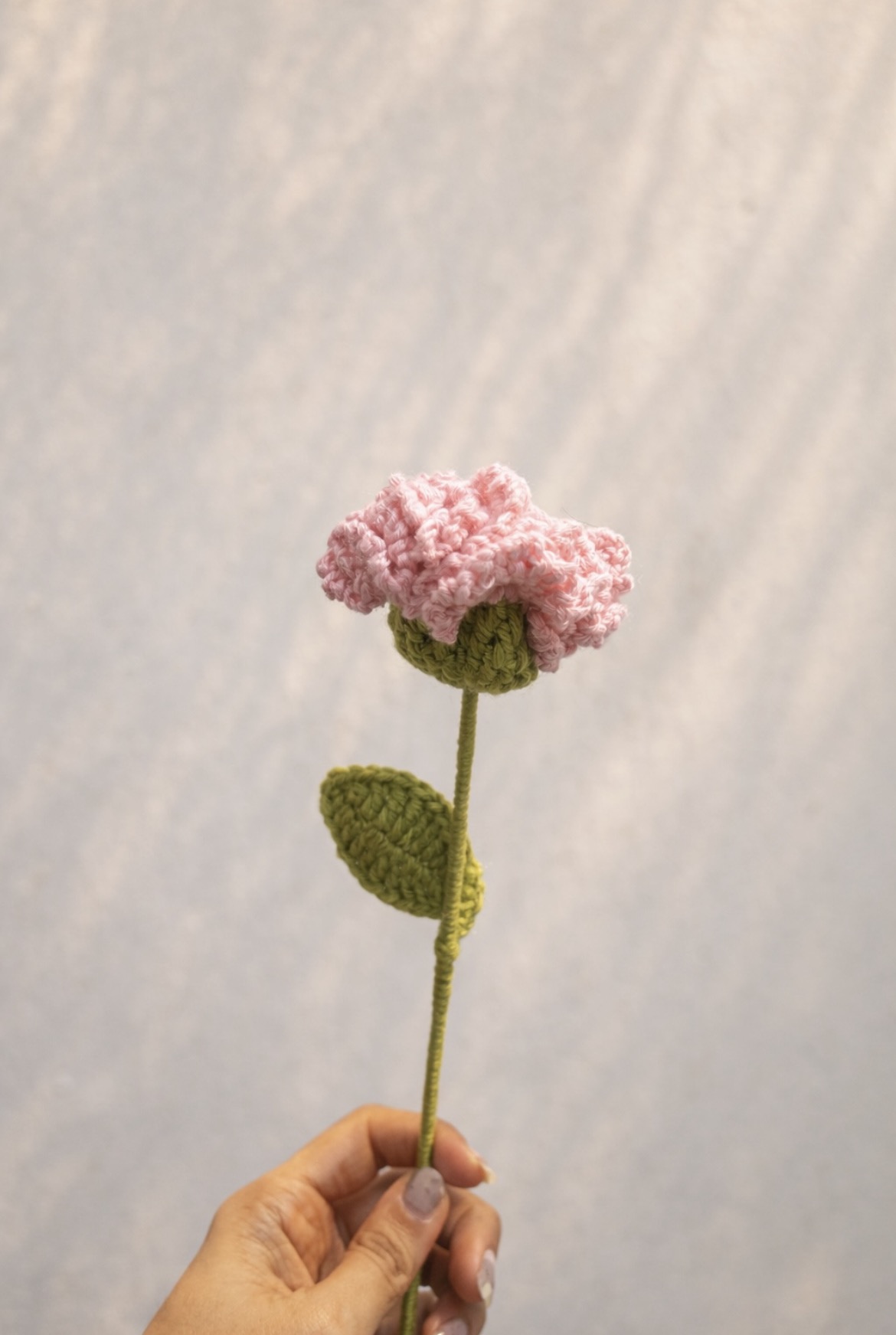 Carnations alternate view