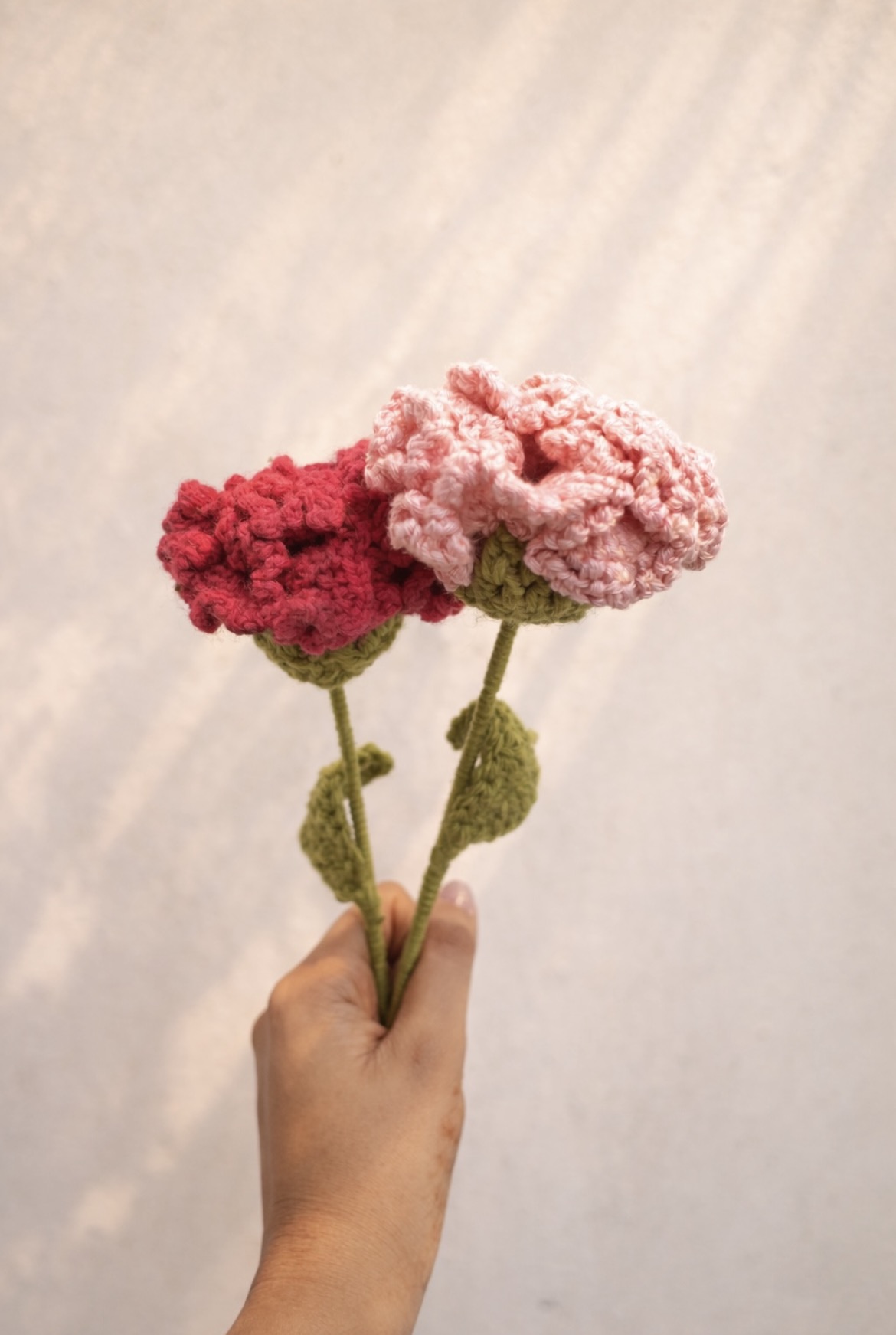 Carnations