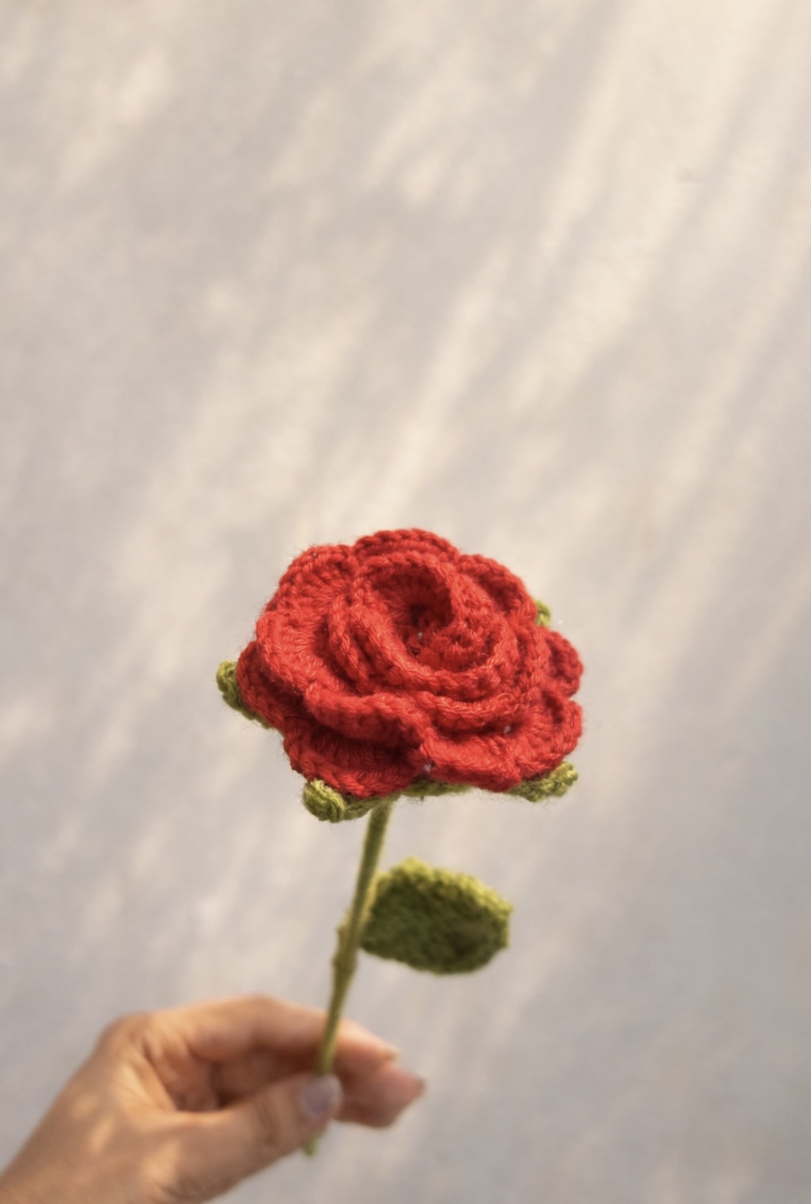 Red rose flower alternate view
